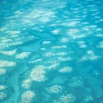 Helping the Great Barrier Reef: What can we do? What should we do?