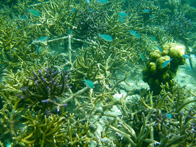 Coral growing over 3D frames in Indonesia