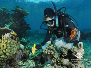 Application of field treatments to enhance coral survival