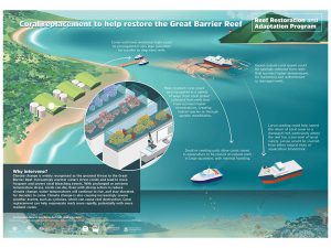 Coral replacement to help restore the Great Barrier Reef infographic