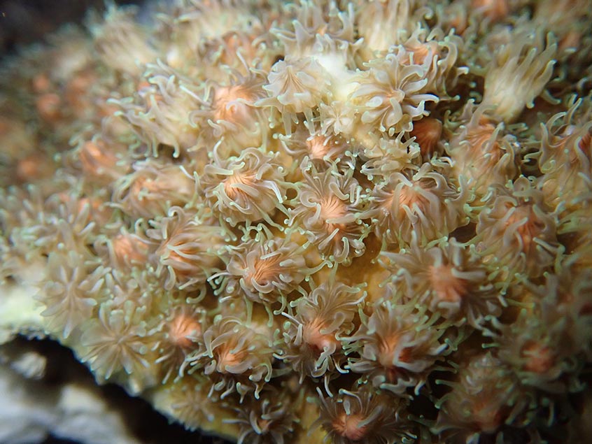 Seeding enhanced corals bred from engineered stock with larval/polyp aquaculture