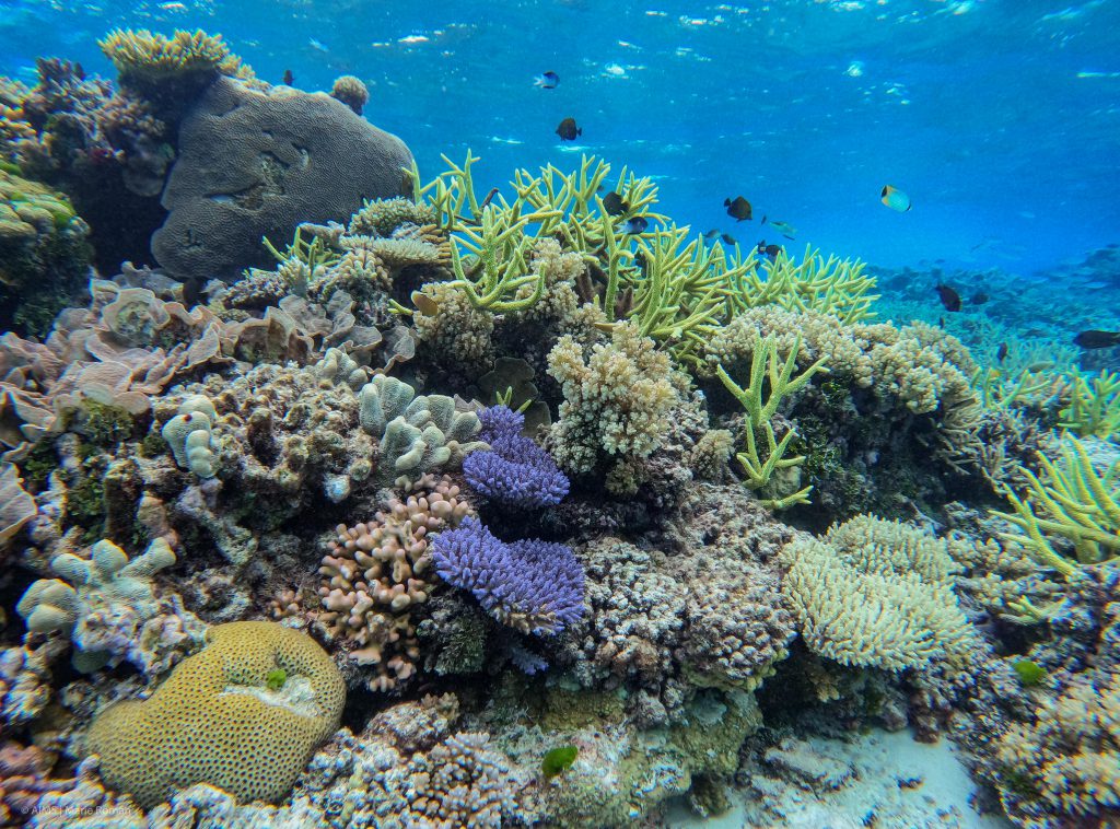 News and Media – Reef Restoration and Adaptation Program