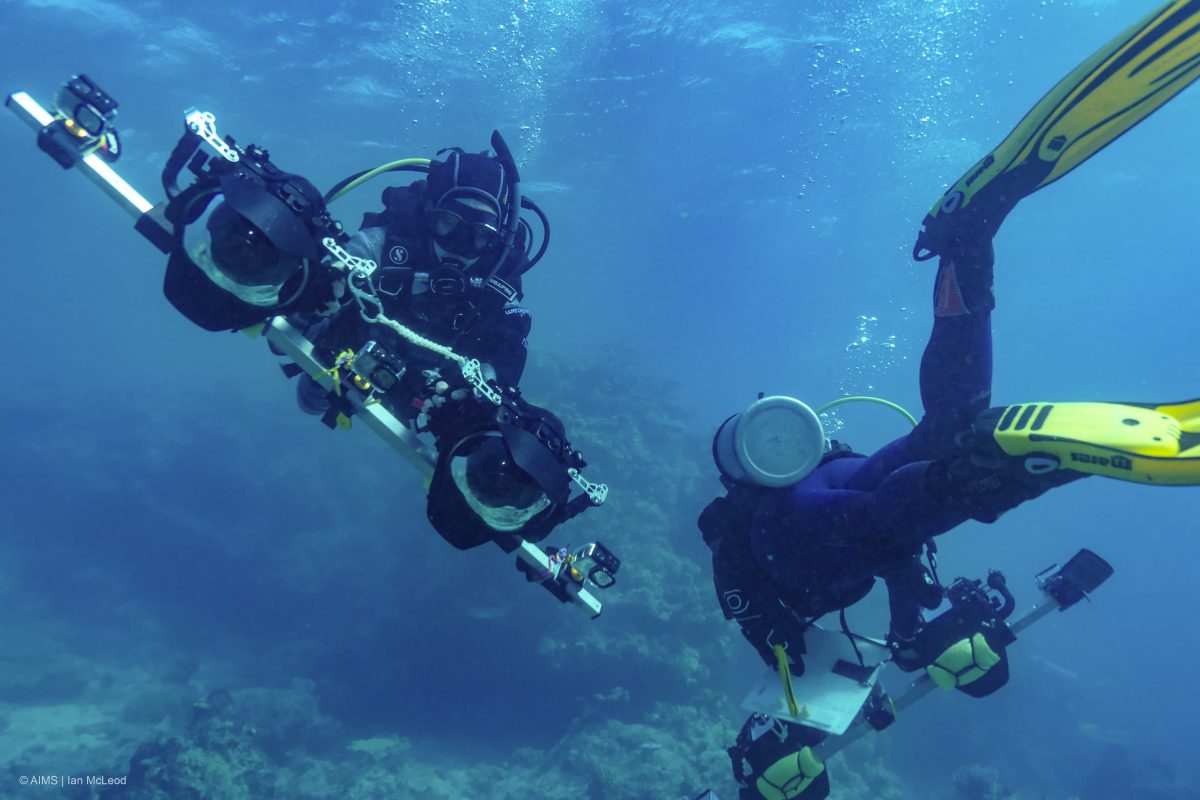 News Archives - Reef Restoration and Adaptation Program