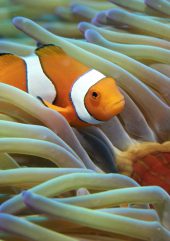 An underwater close-up of a clownfish and anemone